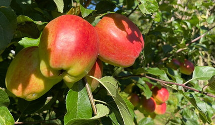 Reife Äpfel am Baum - Copyright: Andreas-M. Petersen