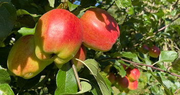 Reife Äpfel am Baum - Copyright: Andreas-M. Petersen